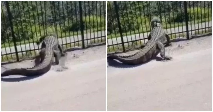 Un cocodrilo rompió una reja para escapar hacia la calle y el video causó pánico Un cocodrilo rompió una reja para escapar hacia la calle y el video causó pánico