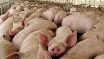 Detectaron 18 cerdos con triquinosis y refuerzan los controles sanitarios en Córdoba Detectaron 18 cerdos con triquinosis y refuerzan los controles sanitarios en Córdoba