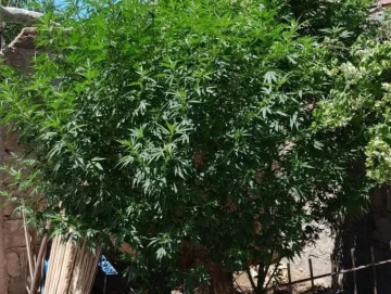 Buscan un teléfono, hallan marihuana Buscan un teléfono, hallan marihuana