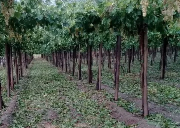 En lo que va del año, productores de 8 distritos denunciaron daños por granizo
