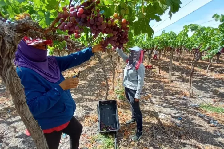A pesar de la escasez en los parrales, el precio de la uva no subió lo esperado
