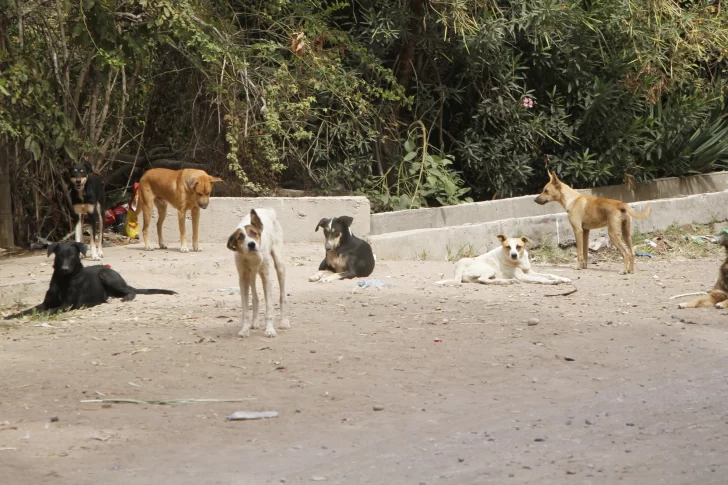El drama de los 30 perros en mal estado llegó a la Justicia e intervendrá