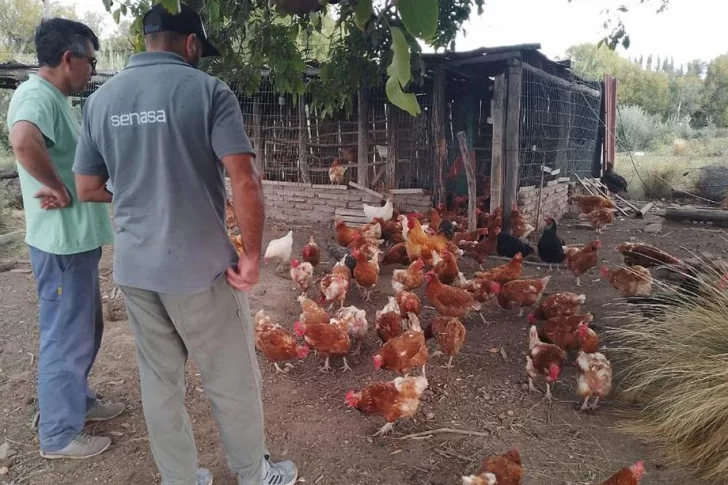 Crecen los casos de gripe aviar y advierten que llegó para quedarse