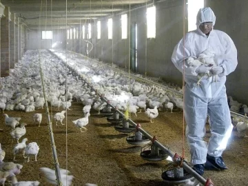 Gripe aviar: Argentina no exporta Gripe aviar: Argentina no exporta