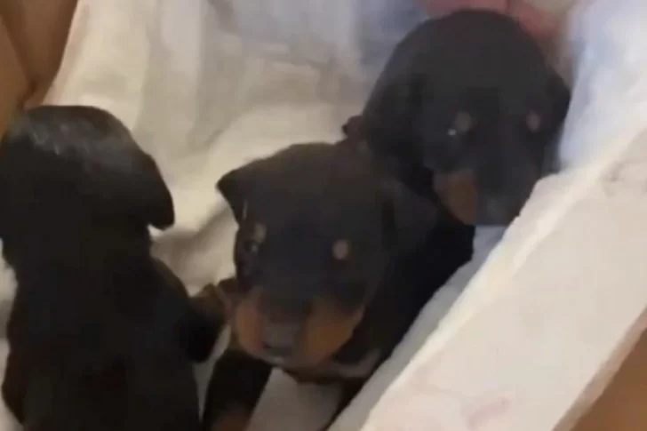 Turquía: rescatan a una perra y tres cachorros recién nacidos a un mes de sismo