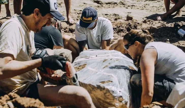 Dos niños encontraron restos inéditos de un gliptodonte en Mar del Plata Dos niños encontraron restos inéditos de un gliptodonte en Mar del Plata