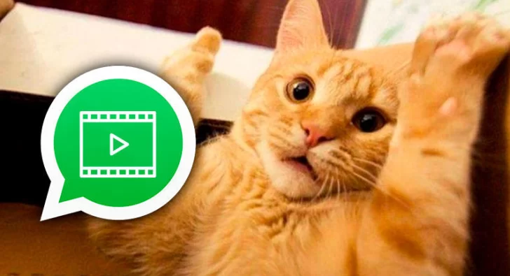 Cómo hacer stickers animados para WhatsApp Cómo hacer stickers animados para WhatsApp