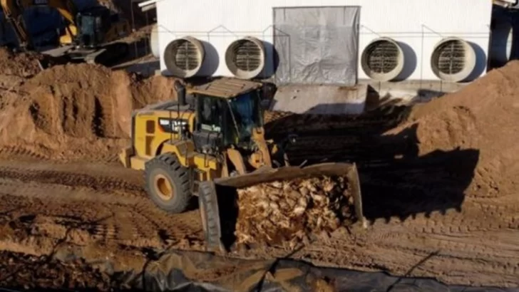 Gripe aviar en Chile: sacrificaron 40 mil aves de corral por primer brote industrial