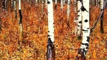 ¿Podés hallar al lobo que está oculto en la foto? ¿Podés hallar al lobo que está oculto en la foto?