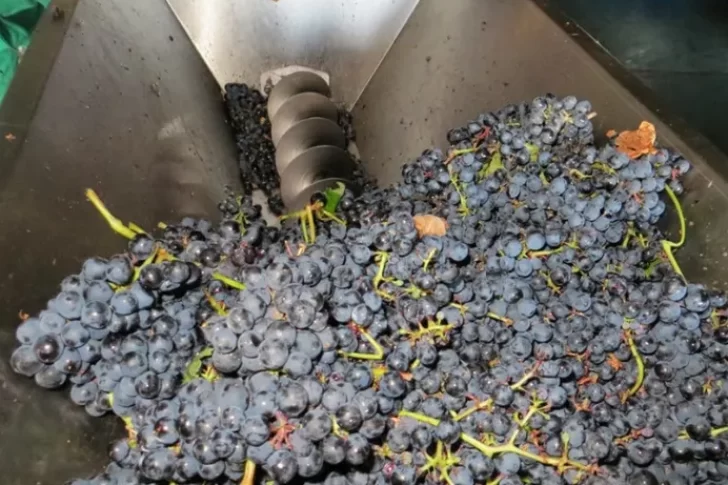 Tras dos temporadas, San Juan y Mendoza acordaron mandar el 12% de las uvas a mosto
