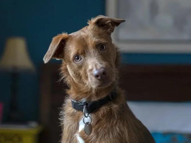 Día del Animal: por qué se celebra el 29 de abril en la Argentina Día del Animal: por qué se celebra el 29 de abril en la Argentina