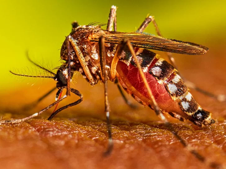 Aumento significativo: 41.257, la cifra oficial de casos de dengue en Argentina Aumento significativo: 41.257, la cifra oficial de casos de dengue en Argentina