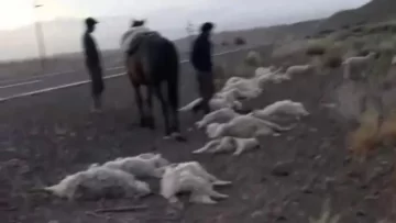 Un camionero atropelló y mató a 47 chivas, un perro y un caballo: se dio a la fuga