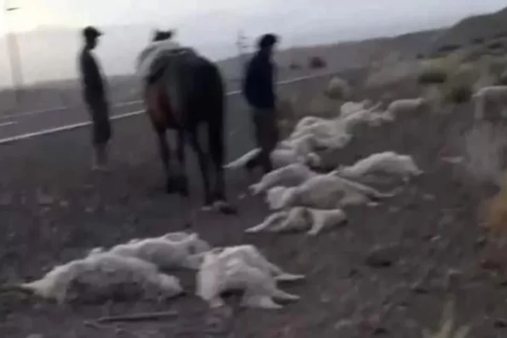 Un camionero atropelló y mató a 47 chivas, un perro y un caballo: se dio a la fuga