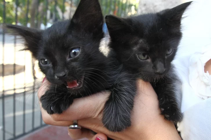 Evitan dar gatos en adopción para Semana Santa porque dicen que son utilizados para “brujerías”