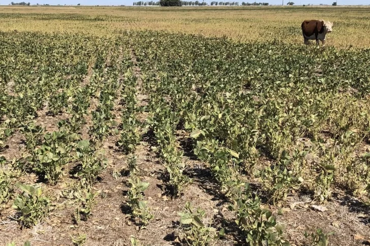 Ayuda por la sequía y mejorar la siembra, objetivos del “dólar agro”