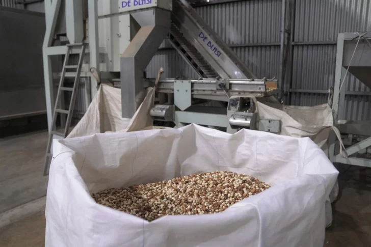 Productores de pistacho se juntan para darle impulso sin precedentes al sector
