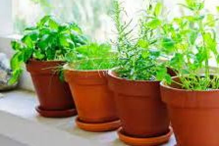Once plantas aromáticas para tener en el interior de la casa y los secretos para cultivarlas