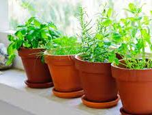 Once plantas aromáticas para tener en el interior de la casa y los secretos para cultivarlas