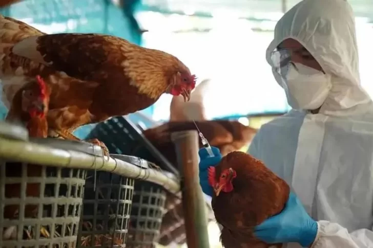 Confirman el primer caso humano de gripe aviar en Chile