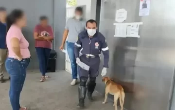 Un perro persiguió la ambulancia que trasladaba a su dueño a un hospital Un perro persiguió la ambulancia que trasladaba a su dueño a un hospital