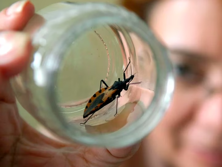 Día Mundial del Chagas: menos del 10% de las personas infectadas han sido diagnosticadas