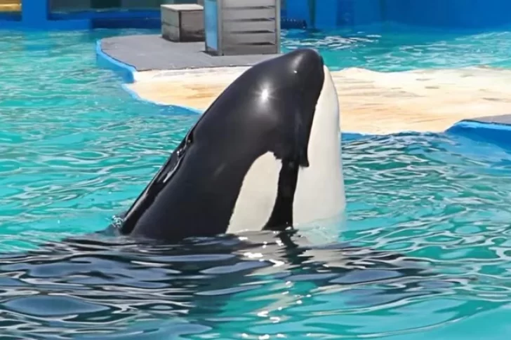 Liberarán a una orca que estuvo durante más de 50 años en cautiverio