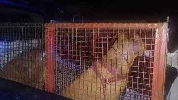 Dos pitbull se metieron en el patio de su casa, la atacaron y quedó en terapia intensiva Dos pitbull se metieron en el patio de su casa, la atacaron y quedó en terapia intensiva