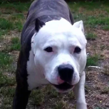 Murió un nene de 8 años después de ser aacado por un perro pitbull Murió un nene de 8 años después de ser aacado por un perro pitbull