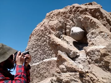 Hallaron fósiles de invertebrados marinos y plantas costeras en La Rinconada Hallaron fósiles de invertebrados marinos y plantas costeras en La Rinconada