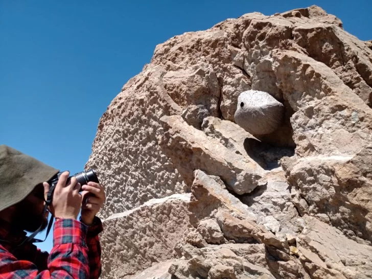 Hallaron fósiles de invertebrados marinos y plantas costeras en La Rinconada Hallaron fósiles de invertebrados marinos y plantas costeras en La Rinconada