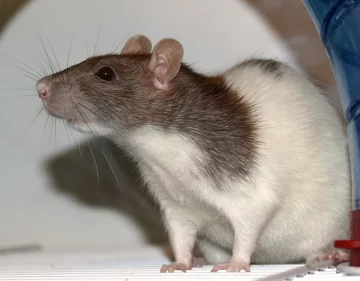 Día Mundial de la Rata: mirá por qué se celebra hoy