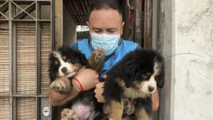 Detuvieron al responsable de un criadero ilegal y rescataron 17 perros Detuvieron al responsable de un criadero ilegal y rescataron 17 perros