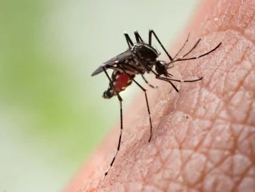 En Argentina se registran 56.324 casos de dengue y circulación viral en 15 jurisdicciones En Argentina se registran 56.324 casos de dengue y circulación viral en 15 jurisdicciones