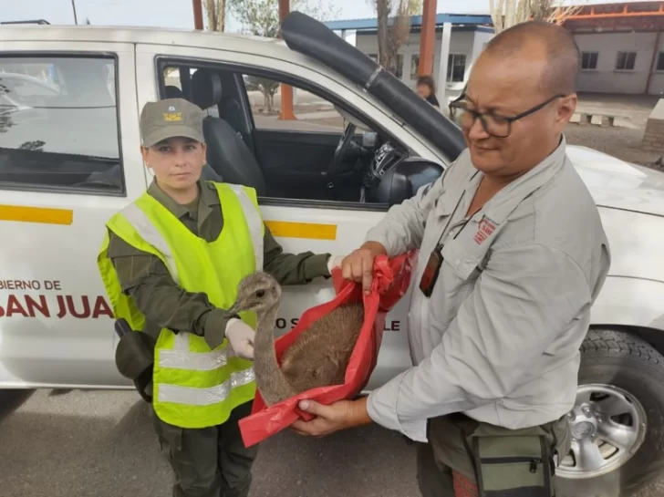 Llevaba un ñandú herido en su auto y afirmó que buscaba un veterinario: el ave fue rescatada Llevaba un ñandú herido en su auto y afirmó que buscaba un veterinario: el ave fue rescatada