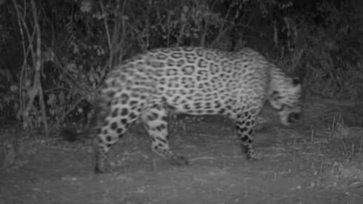 Registran un nuevo yaguareté en Formosa Registran un nuevo yaguareté en Formosa