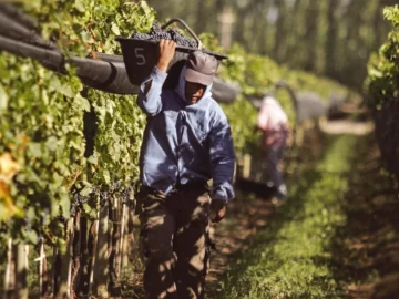 Destinarán $500 millones para asistir a productores vitivinícolas en situación de vulnerabilidad