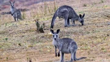 Sacrifican a canguros para evitar que mueran de hambre Sacrifican a canguros para evitar que mueran de hambre