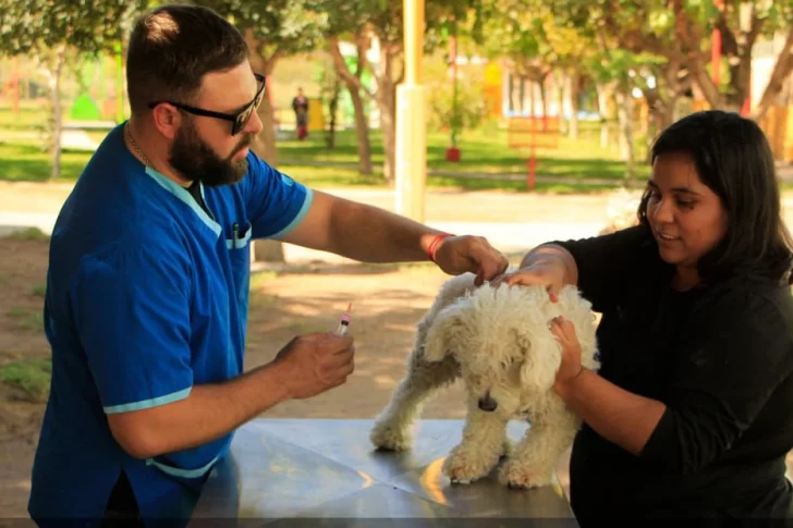 Vacunación de mascotas en Angaco