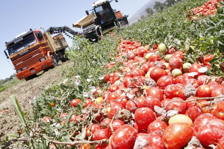 Pistachos, tomates y olivos zafan de la sequía gracias al riego tecnificado
