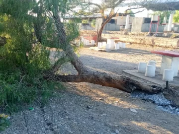 Por hacer asado, están devastando la forestación en la Difunta Correa