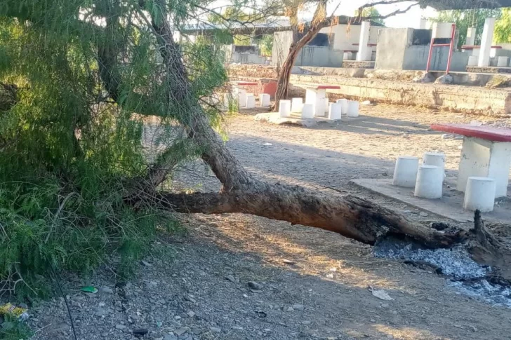 Por hacer asado, están devastando la forestación en la Difunta Correa