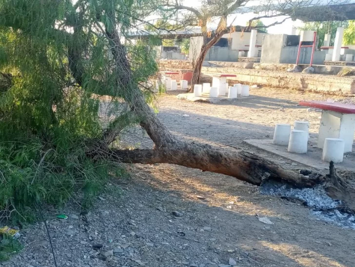 Por hacer asado, están devastando la forestación en la Difunta Correa