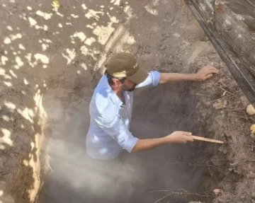 Rejuvenecimiento del sistema radicular usando bioestimulantes Rejuvenecimiento del sistema radicular usando bioestimulantes