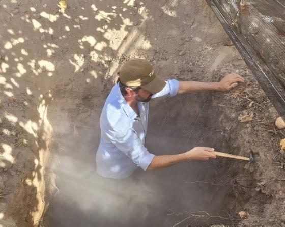 Rejuvenecimiento del sistema radicular usando bioestimulantes Rejuvenecimiento del sistema radicular usando bioestimulantes