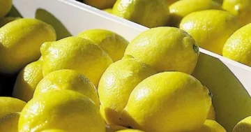 Unión Europea vuelve a recibir cítricos orgánicos argentinos tras dos décadas de prohibición Unión Europea vuelve a recibir cítricos orgánicos argentinos tras dos décadas de prohibición