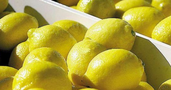 Unión Europea vuelve a recibir cítricos orgánicos argentinos tras dos décadas de prohibición Unión Europea vuelve a recibir cítricos orgánicos argentinos tras dos décadas de prohibición