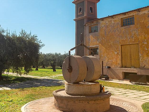 Invierno entre vides y olivos Invierno entre vides y olivos