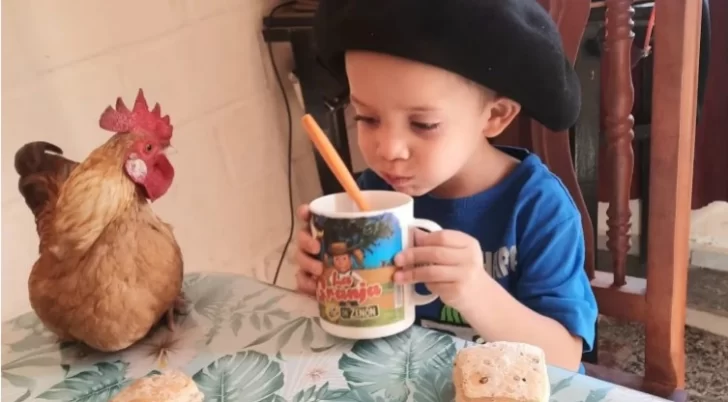 Un nene de 4 años adoptó a un gallo como mascota y desafían al mundo con su amistad Un nene de 4 años adoptó a un gallo como mascota y desafían al mundo con su amistad