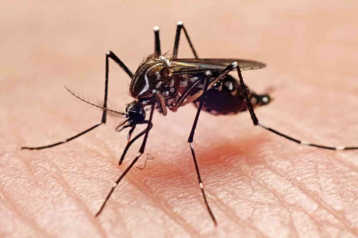 Registran por quinta semana consecutiva un descenso en la curva de casos de dengue en el país